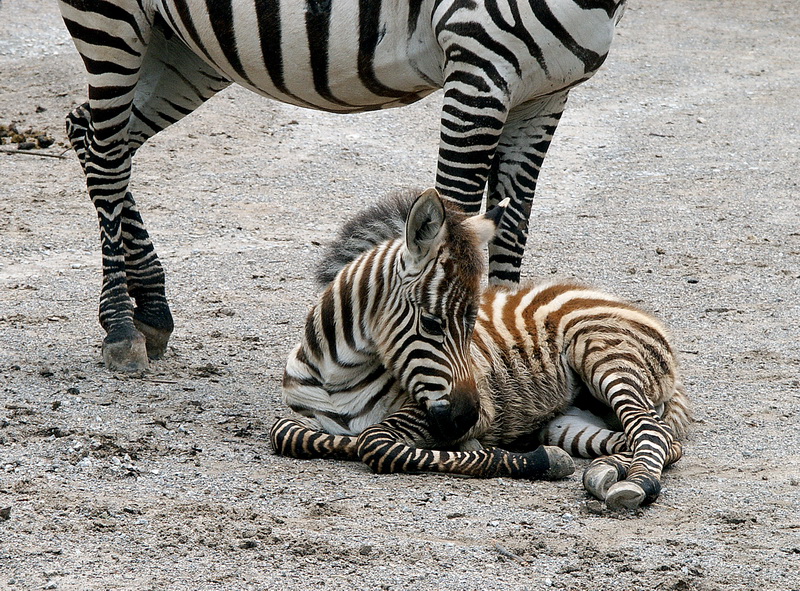 Zebra Tiere Pict0905.jpg